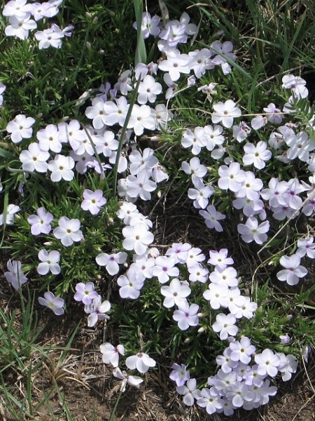 Phlox multiflora